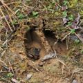 deer track in hardened mud