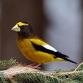 Evening grosbeak photo by Cephas
