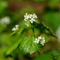 garlic mustard