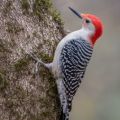Red-bellied Woodpecker photo by Bill Dice