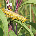 grasshopper