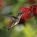 Ruby Throated Hummingbird