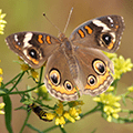 buckeye butterfly