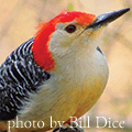 Red-bellied Woodpecker photo by Bill Dice