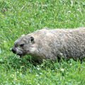 groundhog at Grant Park