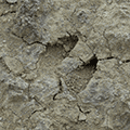 deer track in hardened mud