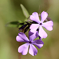 wild blue phlox at Grant Park
