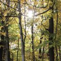 forest in the fall