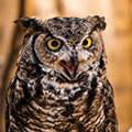 great horned owl opening his beak