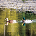 two ducks swimming in water