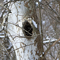 tree hollow