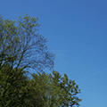 trees and deep blue sky