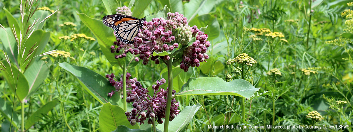 monarch butterfly on common milkweed