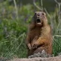 groundhog with his mouth open, peering out of a hole in the ground surrounded by grass