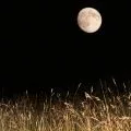 full moon over in a dark night sky over grass