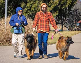 two people walking two dogs on leashes