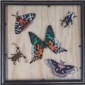 butterflies moths and beetles painted on glass