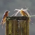 bluebirds with nesting material on next box