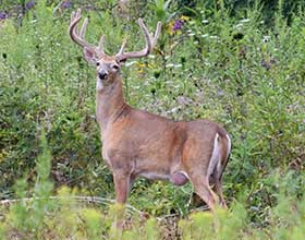 White-tailed deer buck in a prairie