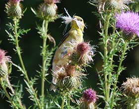 A goldfinch with a beak full of thistle fluff