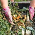 two gloved hands digging into a pile of composted material