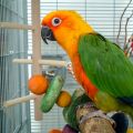 an orange and green pet parrot inside of a cage