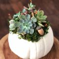 succulents planted in a white pumpkin