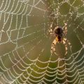 brown spider on a web