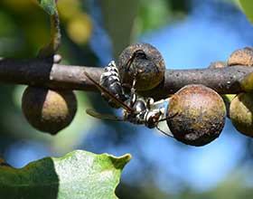 bald-faced hornet on oak galls