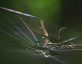 Close up of spider web