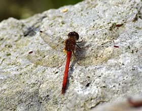 dragonfly on a rock