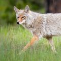 coyote roaming through grass