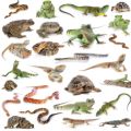 an image full of various reptiles