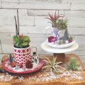 air plants planted in decorated holiday teacups