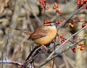 Carolina wren