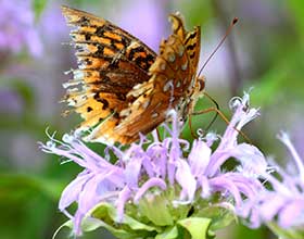 Tattered great spangled fritillary on bergamot