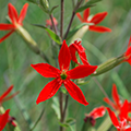 royal catchfly