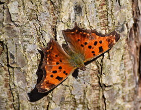 butterfly on a tree