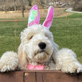 white dog wearing bunny ears