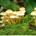 white mushrooms growing up from the forest floor