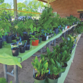 multiple plants on a picnic table for sale