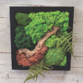 framed art consisting of living plants