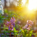 sunshine shining through a nature scape highlighting wild flowers