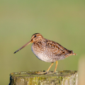 Brown and white woodcock bird standing on a wooden post