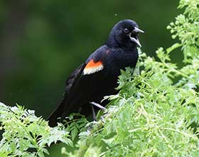 Red-winged blackbird