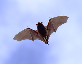 red bat in flight