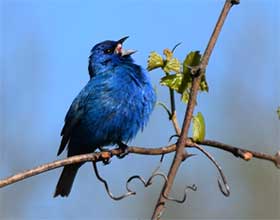 indigo bunting on a branch