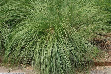 Prairie Dropseed
