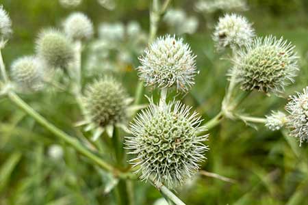 Rattlesnake Master