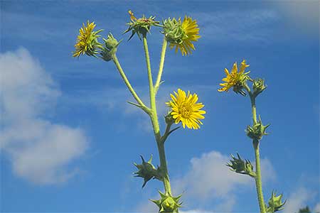 compass plant